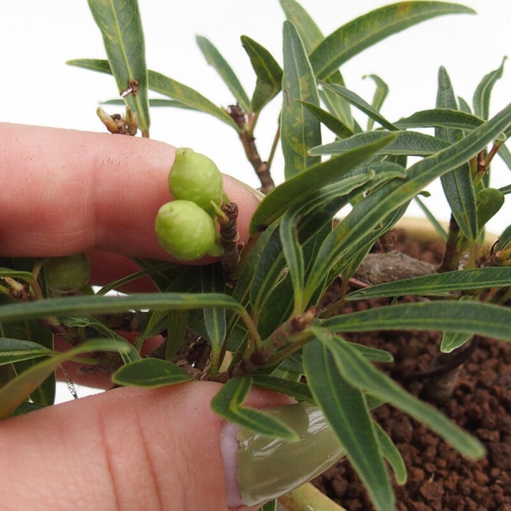 Pokojová bonsai - Ficus nerifolia -  malolistý fíkus v kontejneru