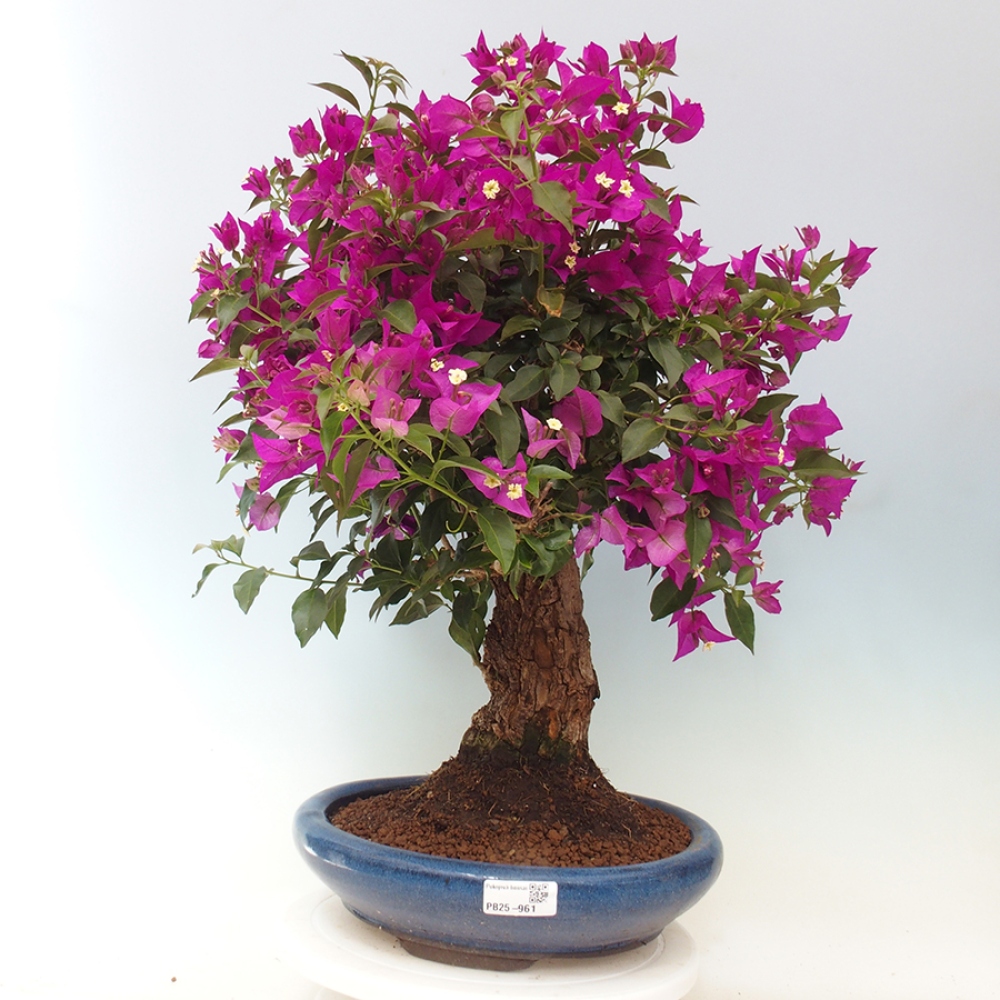 Pokojová bonsai - Bouganwilea