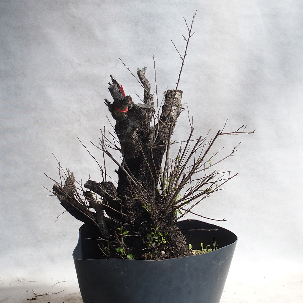 Venkovní bonsai -Mahalebka - Prunus mahaleb
