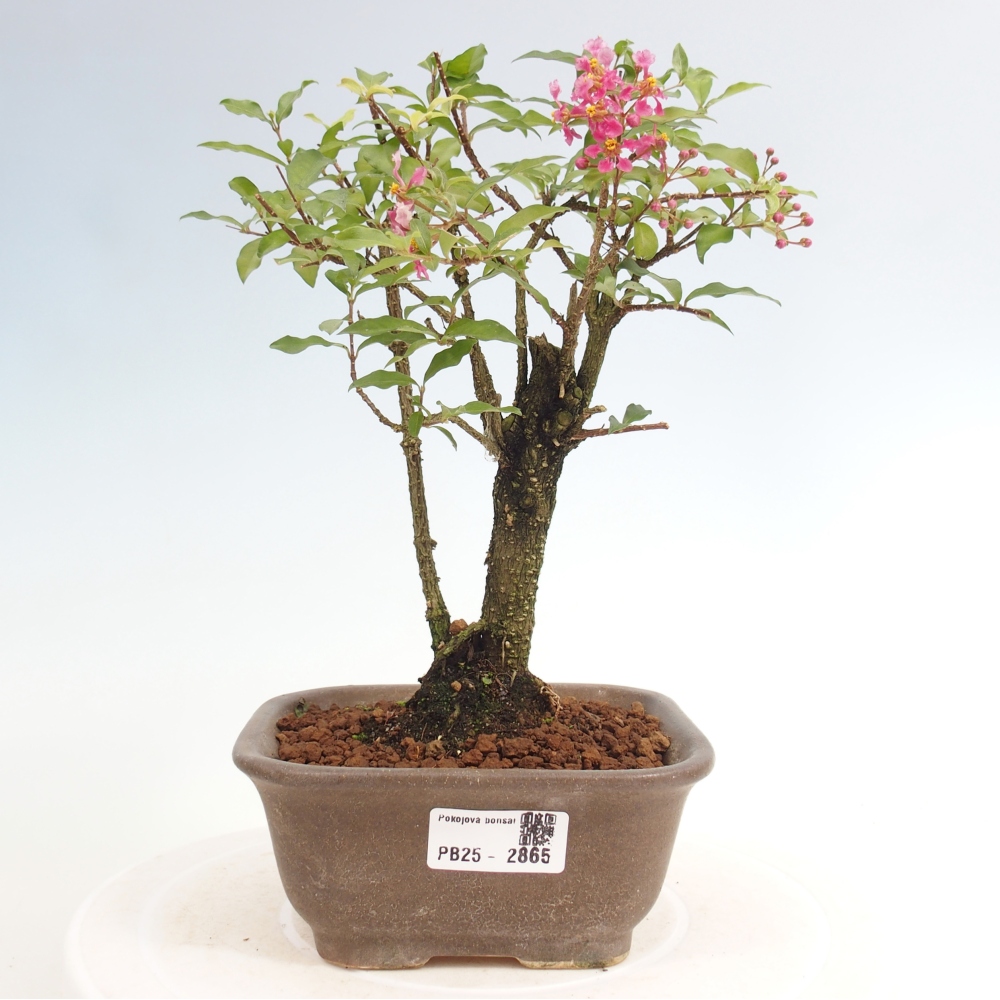 Pokojová bonsai - Malpighia coccigera- Barbdorská třešeň