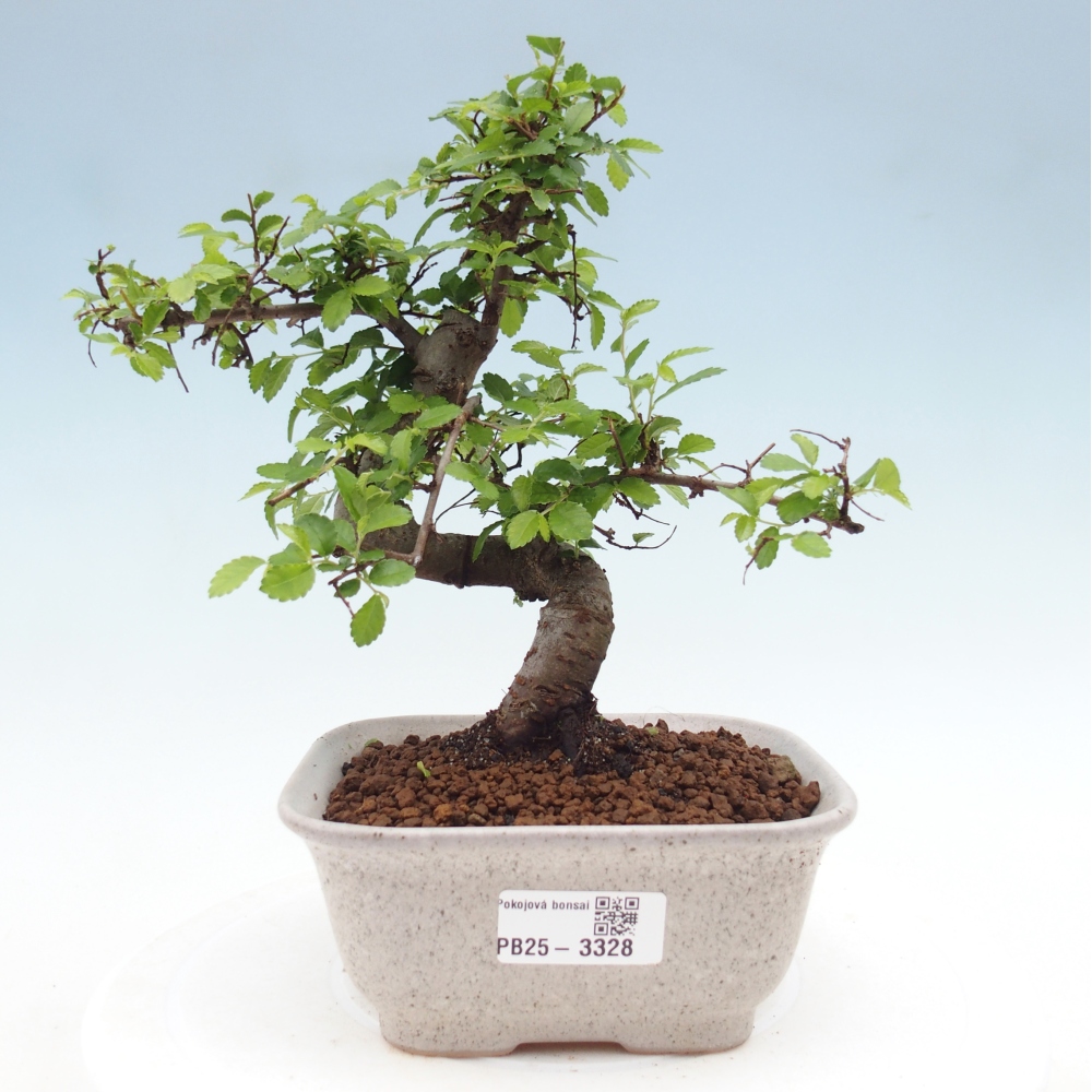 Pokojová bonsai - Ulmus parvifolia - Malolistý jilm