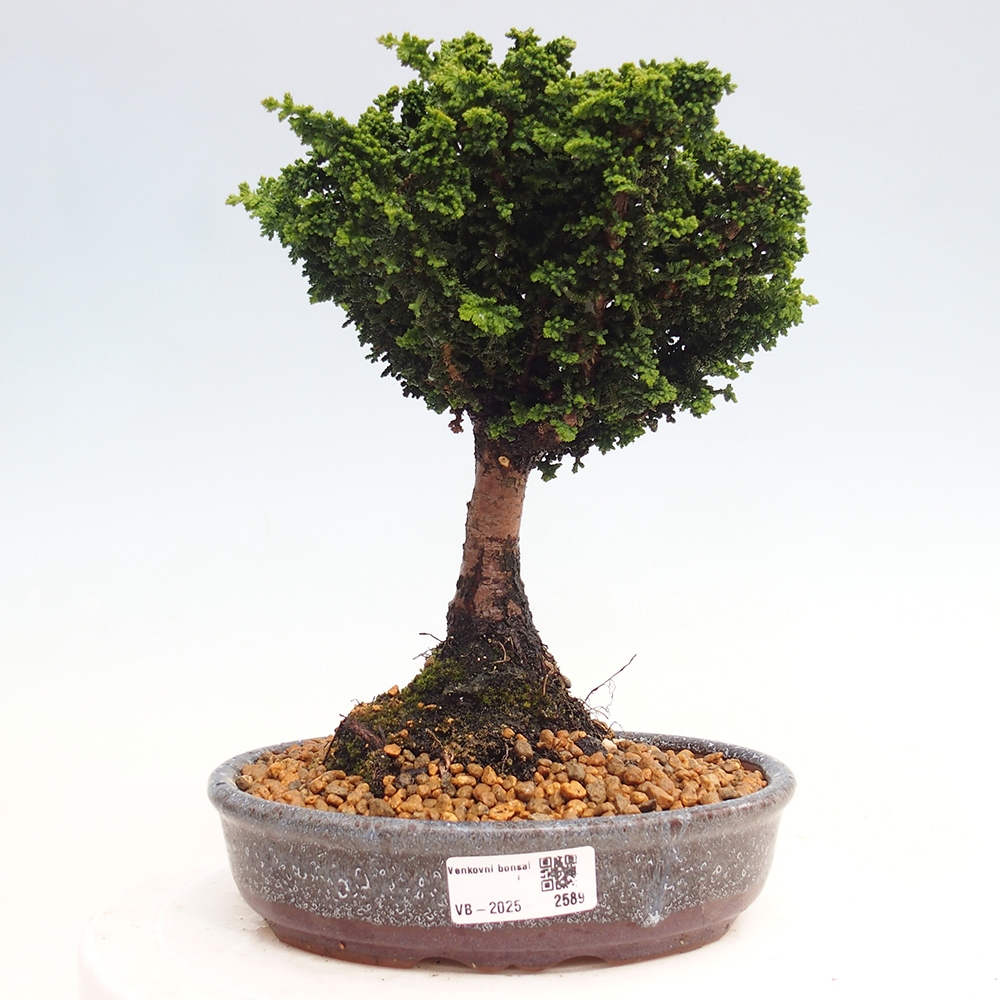 Venkovní bonsai - Cham. obtusa SEKKA HINOKI - Cypřišek