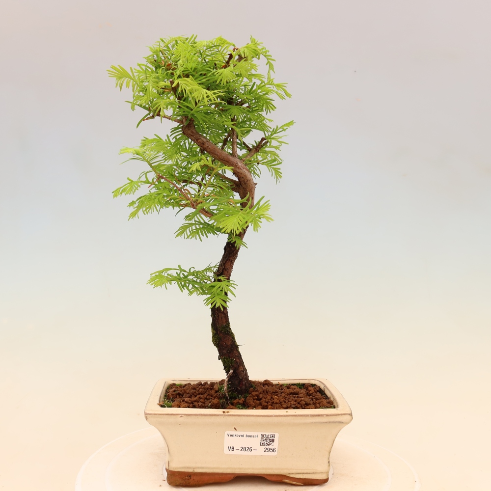 Venkovní bonsai - Metasequoia glyptostroboides - Metasekvoje čínská