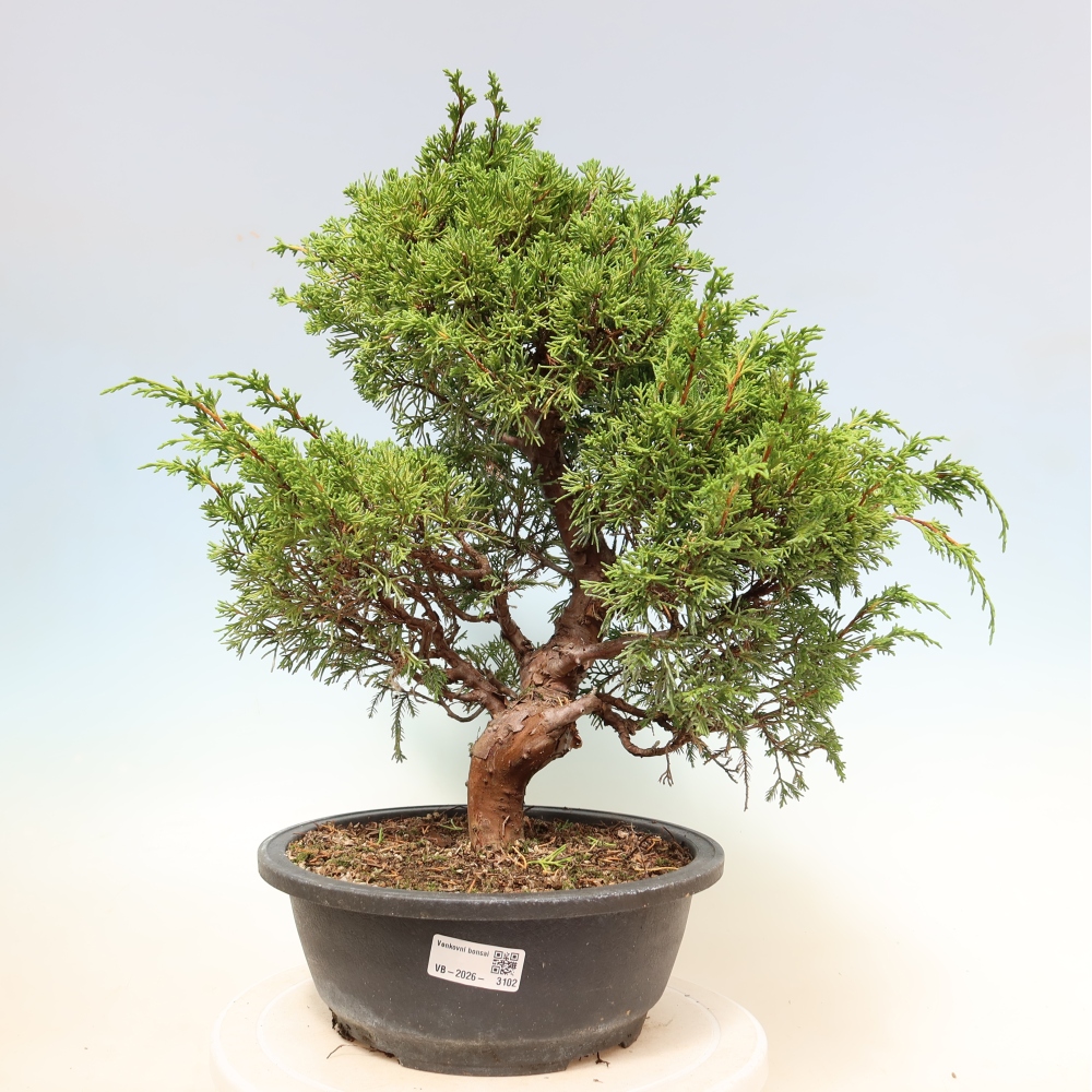 Venkovní bonsai - Juniperus chinensis Itoigawa-Jalovec čínský