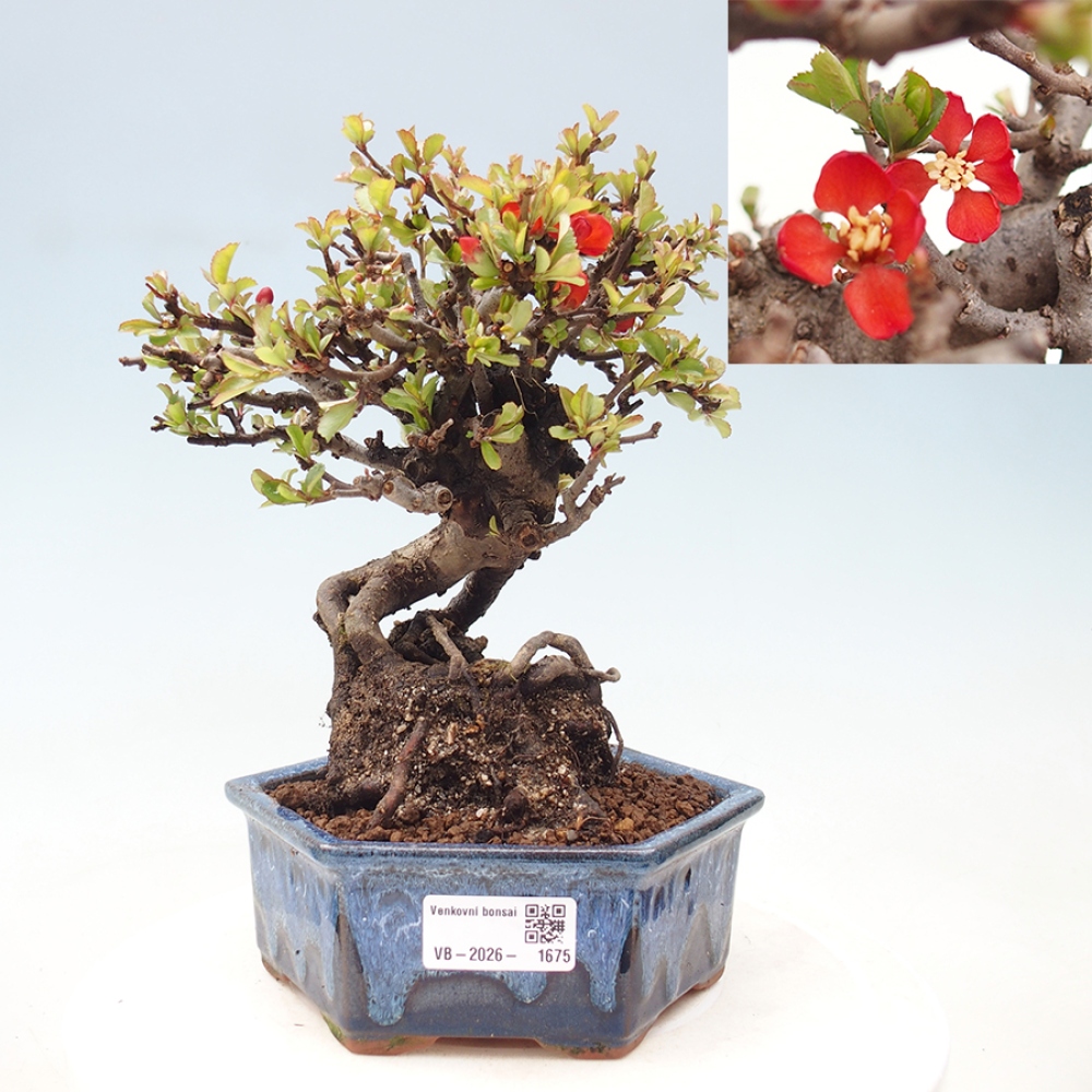 Venkovní  bonsai -  Chaneomeles speciosa - Kdoulovec ozdobný