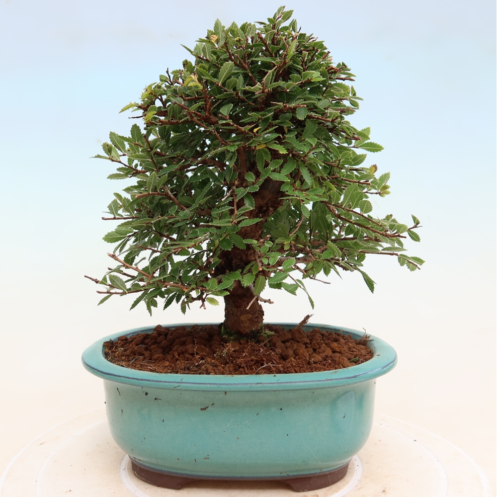 Venkovní bonsai - Zelkova - Zelkova NIRE