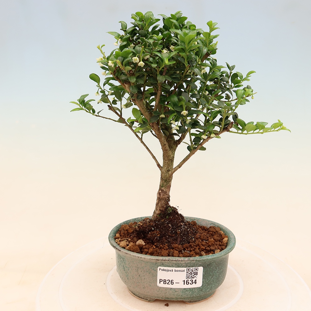 Pokojová bonsai - Ilex crenata - Cesmína