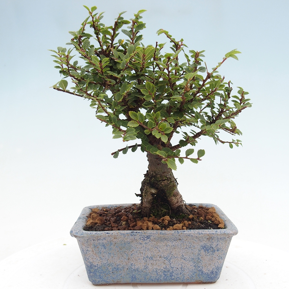 Venkovní bonsai - Ulmus parvifolia Hokkaido - jilm Čínský