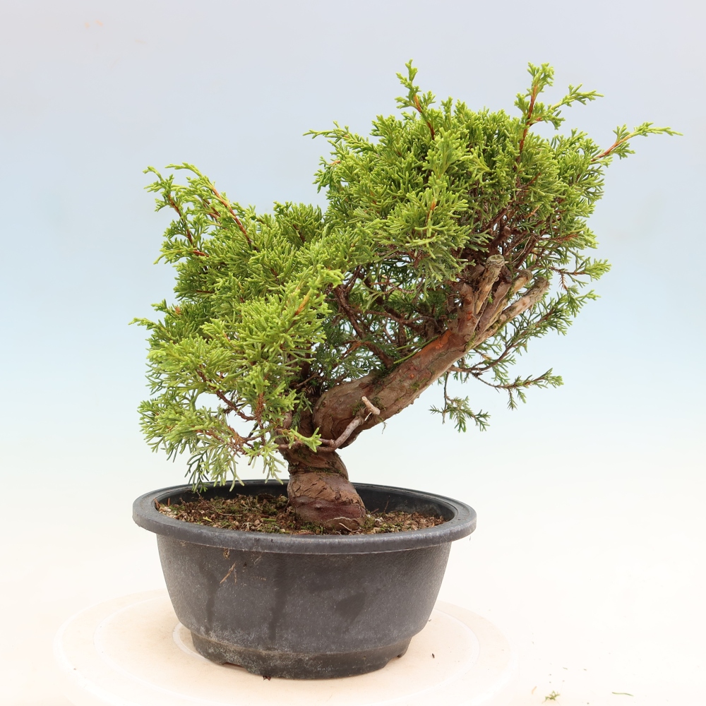 Venkovní bonsai - Juniperus chinensis Itoigawa-Jalovec čínský