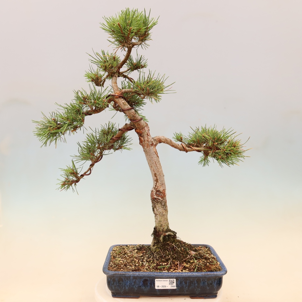 Venkovní bonsai - Pinus Sylvestris Watererri - Borovice lesní