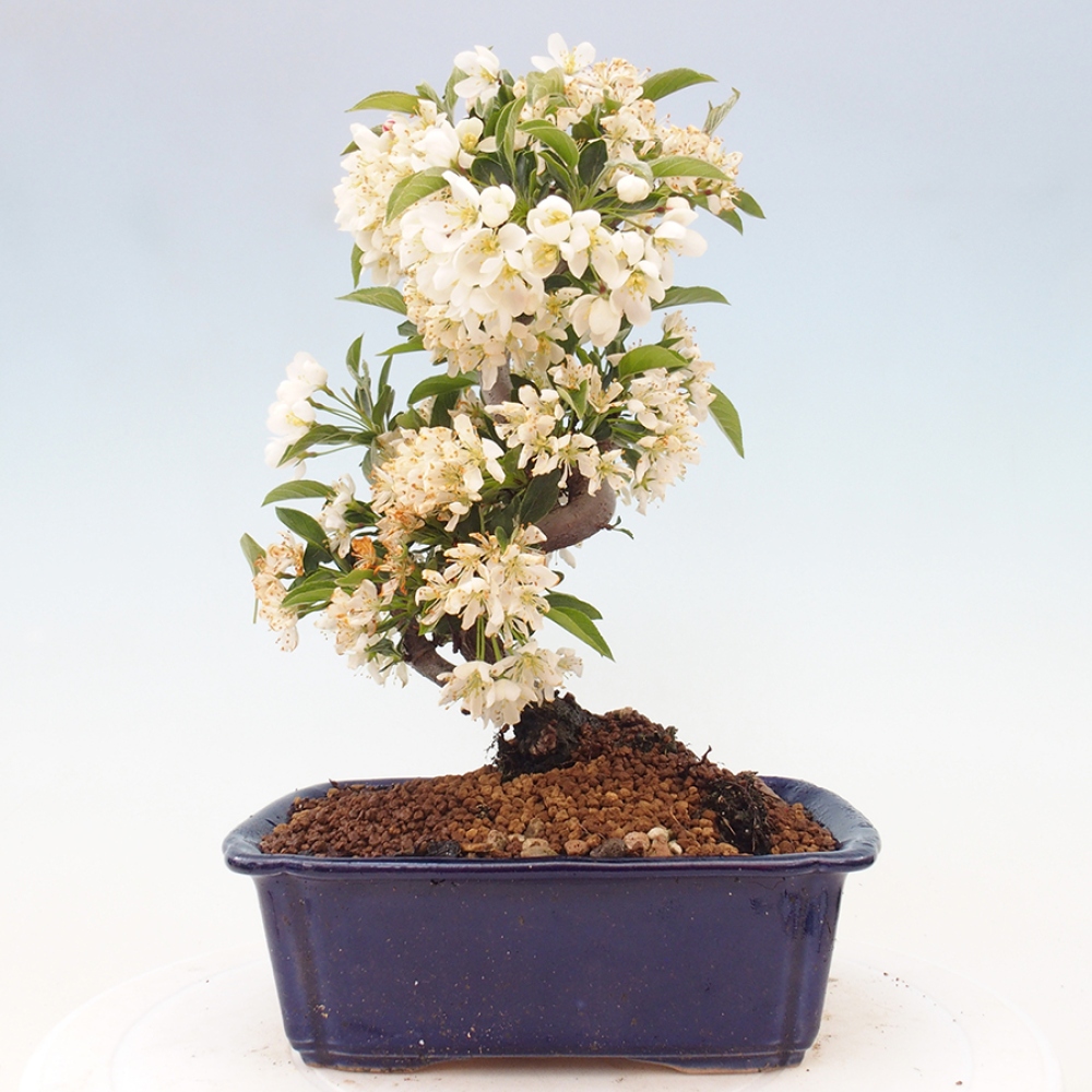 Venkovní bonsai - Malus sargentii -  Maloplodá jabloň