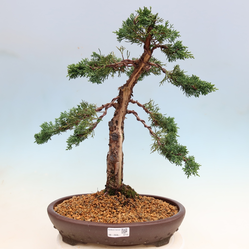 Venkovní bonsai - Juniperus chinensis Kishu -Jalovec čínský