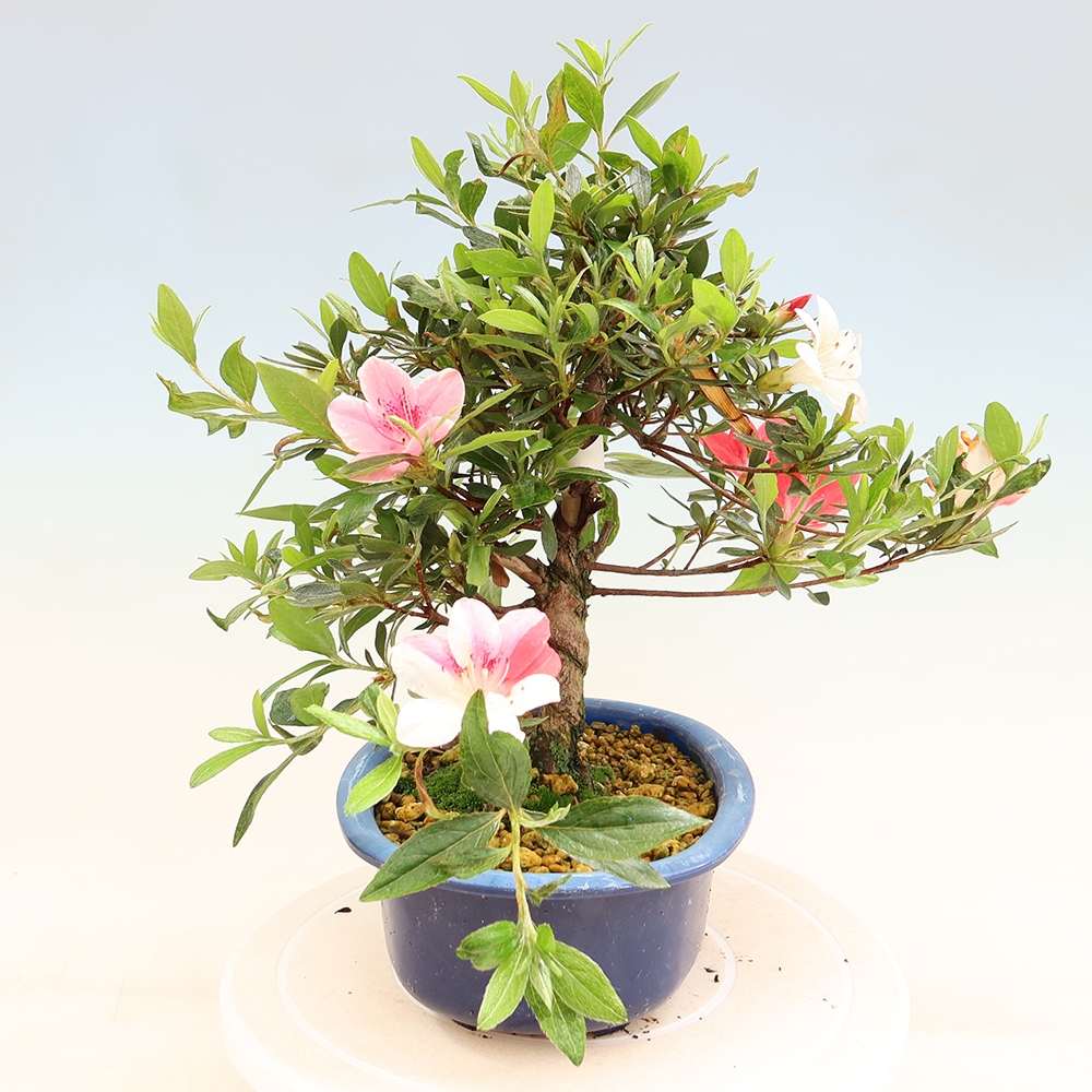 Venkovní bonsai - Japonská azalka - Azalea Senhime