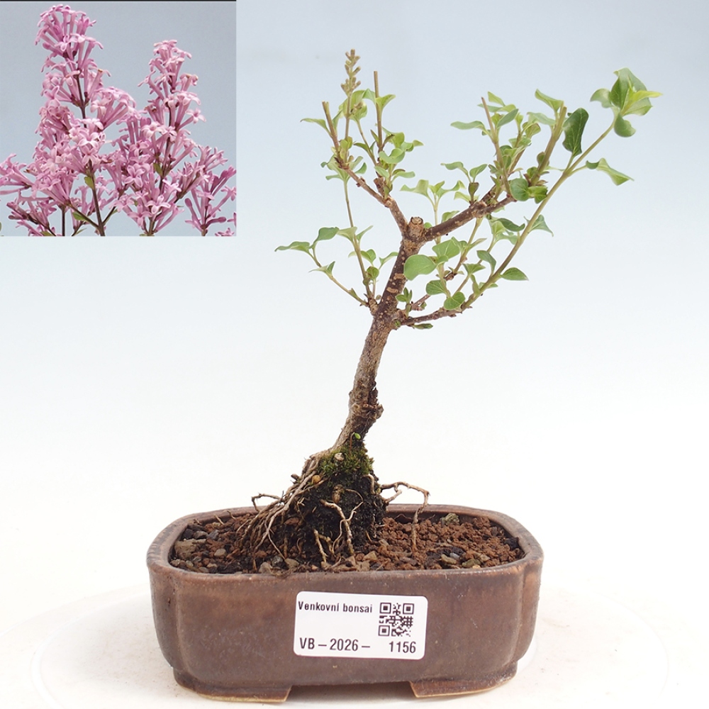 Venkovní bonsai - Syringa Meyeri Palibin - Šeřík Meyerův