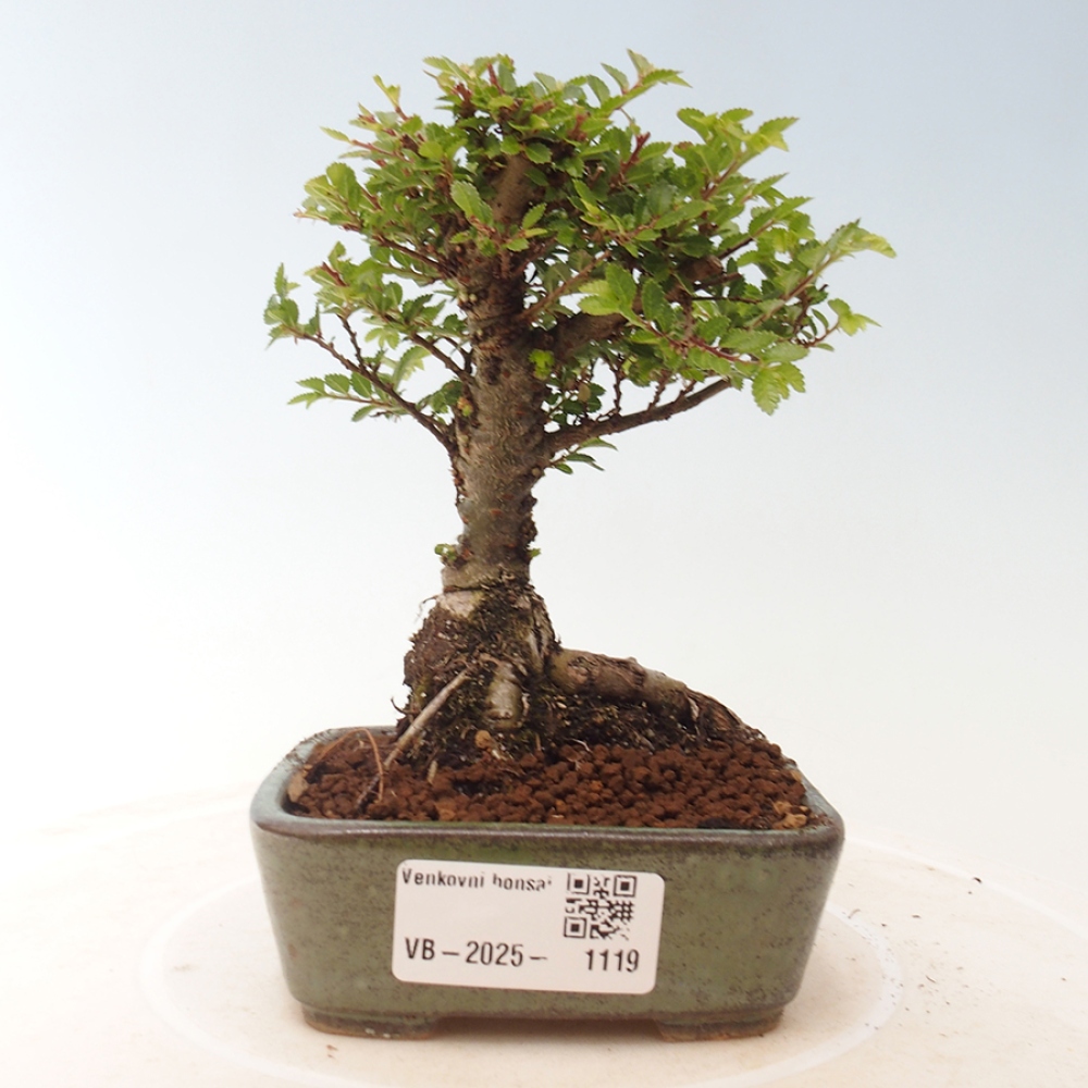 Venkovní bonsai - Ulmus parvifolia Sagei - Malolistý jilm