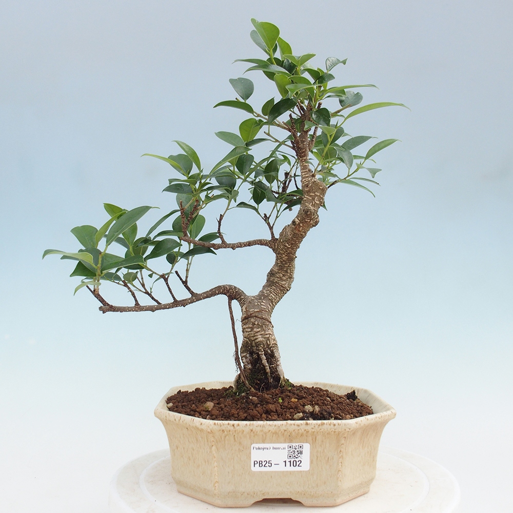 Pokojová bonsai - Ficus retusa -  malolistý fíkus