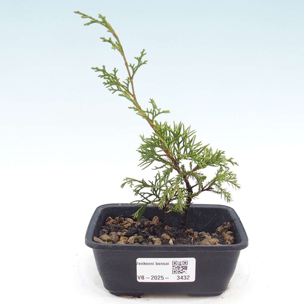 Venkovní bonsai - Juniperus chinensis Itoigawa -Jalovec čínský
