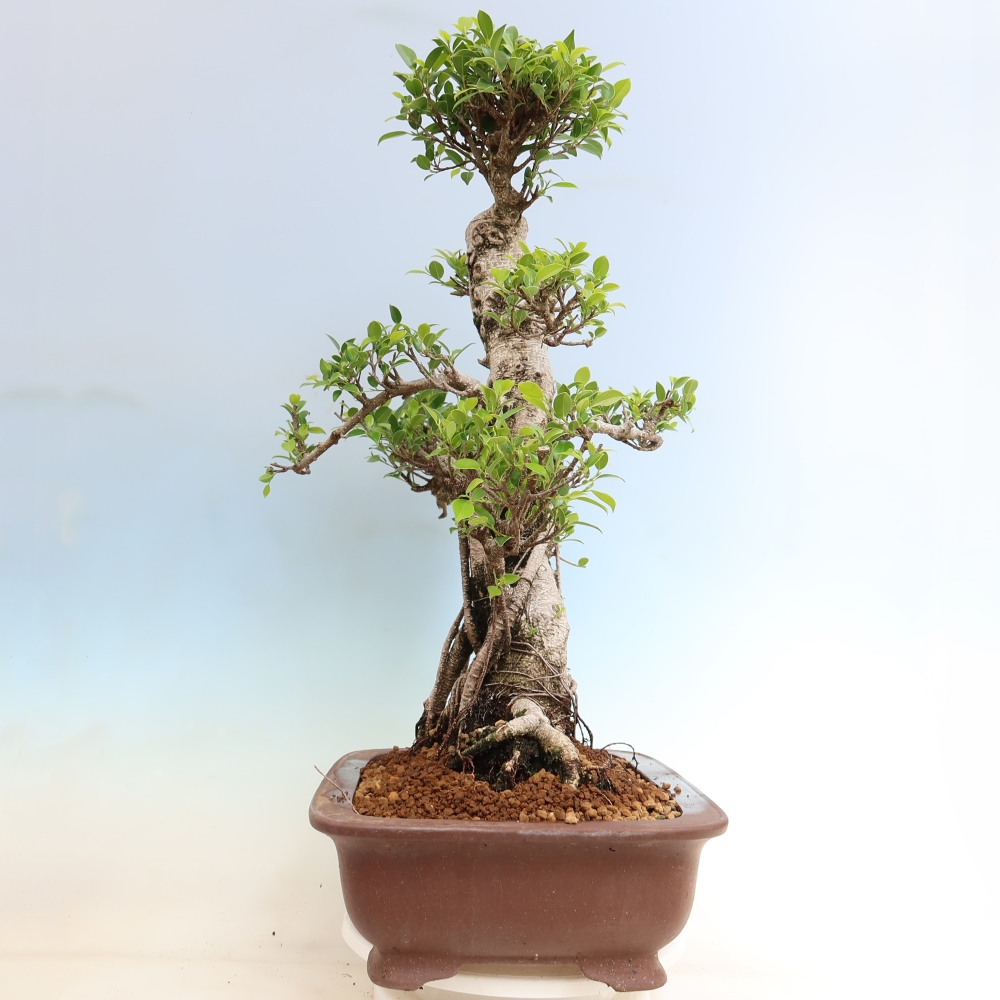 Pokojová bonsai - Ficus kimmen -  malolistý fíkus