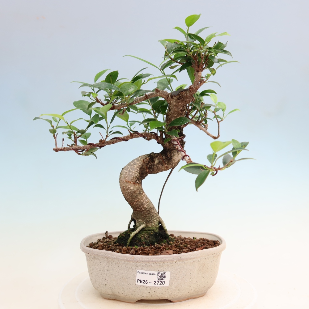 Pokojová bonsai - Ficus kimmen -  malolistý fíkus