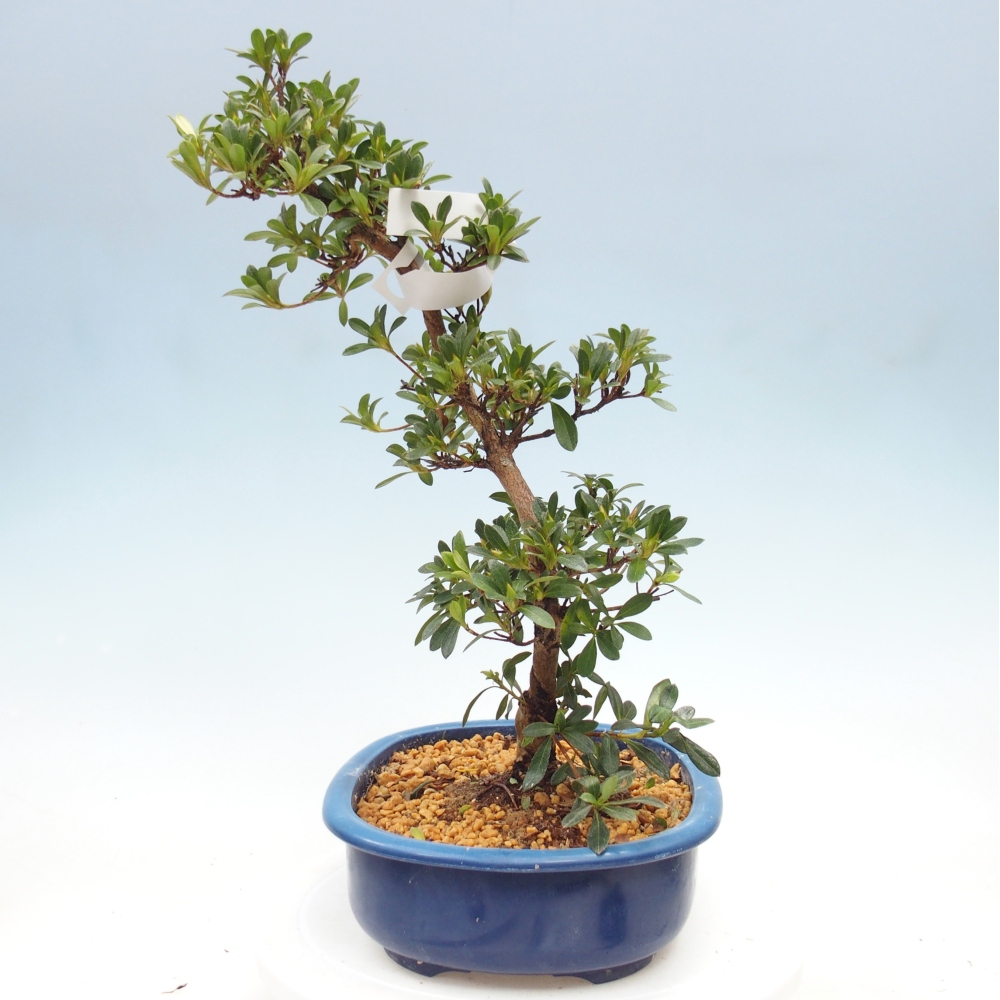 Venkovní bonsai - Japonská azalka - Azalea Santoka