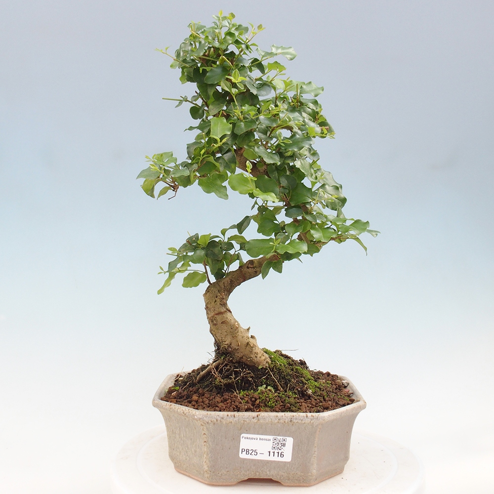 Pokojová bonsai -Ligustrum chinensis - Ptačí zob