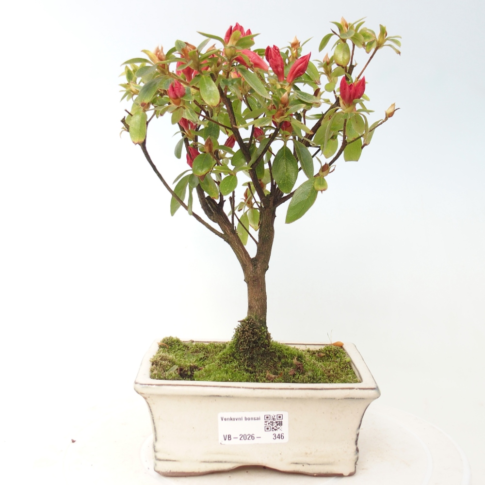 Venkovní bonsai - Japonská azalka - Azalea sp.