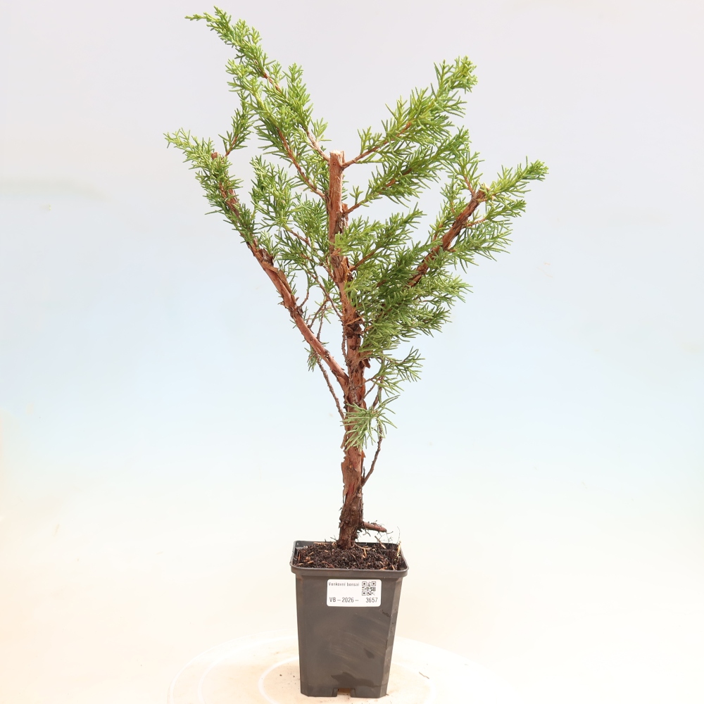 Venkovní bonsai - Juniperus chinensis Kishu -Jalovec čínský
