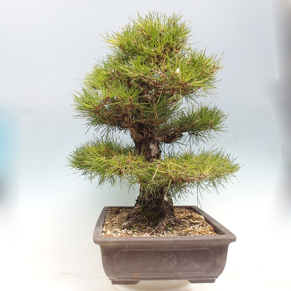 Venkovní bonsai - Pinus thunbergii - Borovice thunbergova