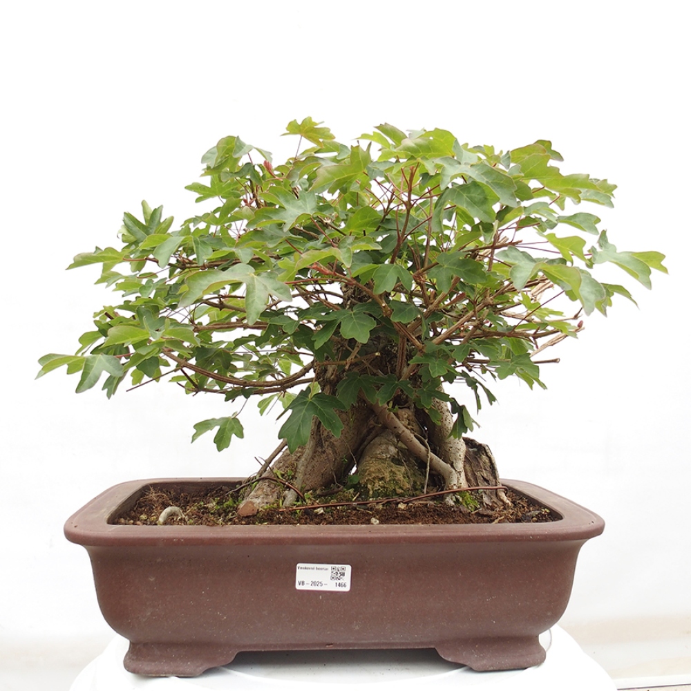 Venkovní bonsai -Javor babyka - Acer campestre