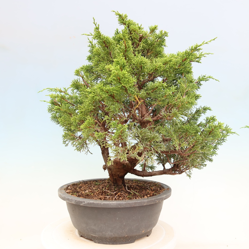 Venkovní bonsai - Juniperus chinensis Itoigawa-Jalovec čínský