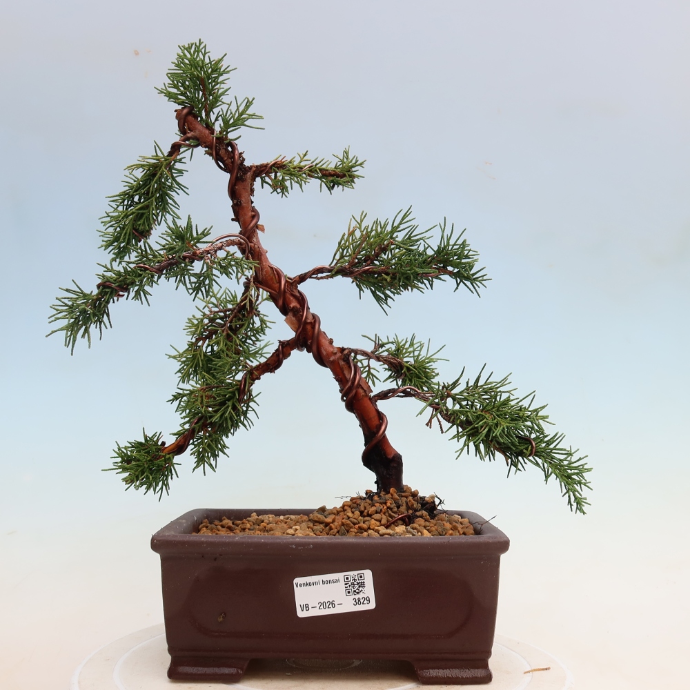Venkovní bonsai - Juniperus chinensis Kishu -Jalovec čínský