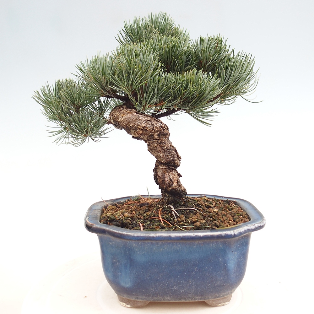 Venkovní bonsai - Pinus parviflora - Borovice drobnokvětá