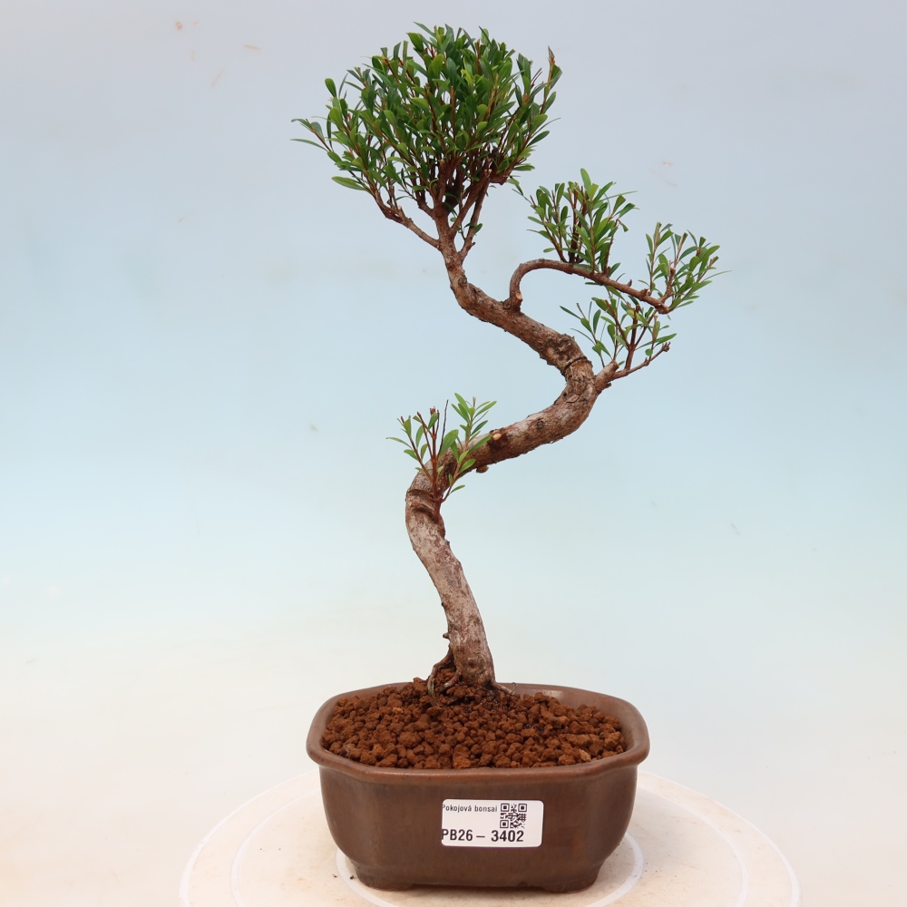 Pokojová bonsai - Syzygium - Pimentovník