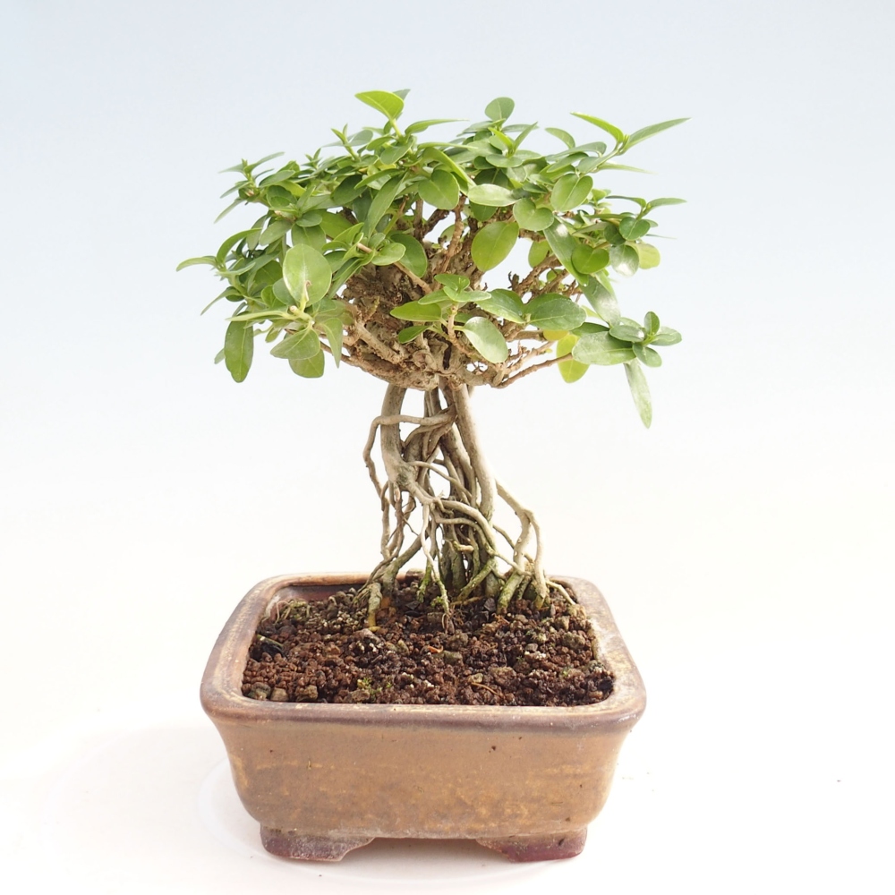 Pokojová bonsai - Premna serratifolia  - Kozlovoň malolistá