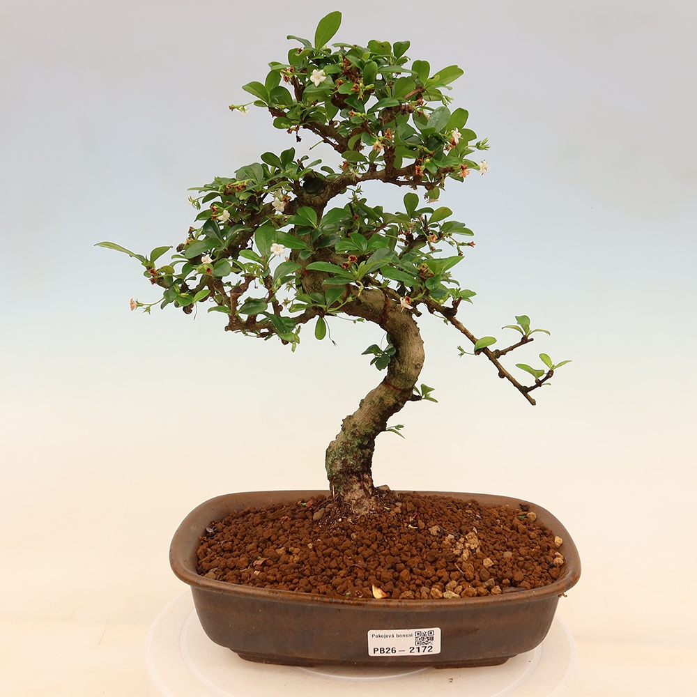 Pokojová bonsai - Carmona macrophylla - Čaj fuki