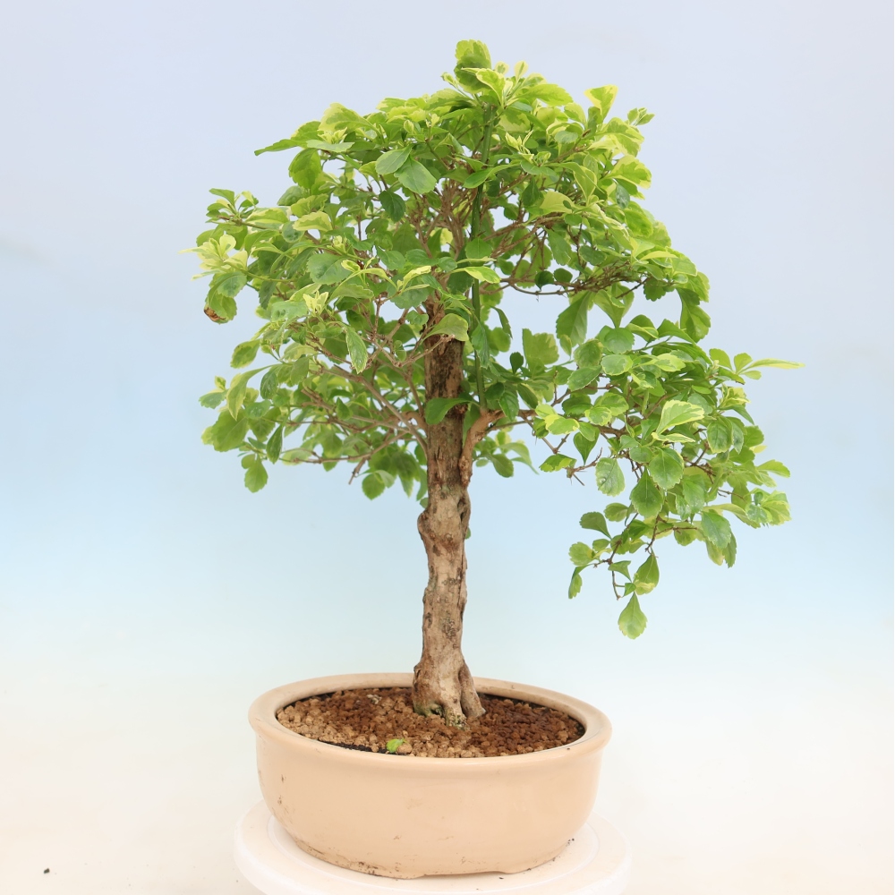 Pokojová bonsai - Duranta erecta Aurea
