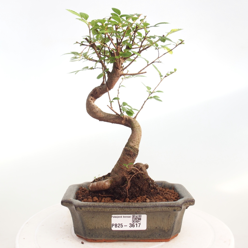 Pokojová bonsai - Ulmus parvifolia - Malolistý jilm