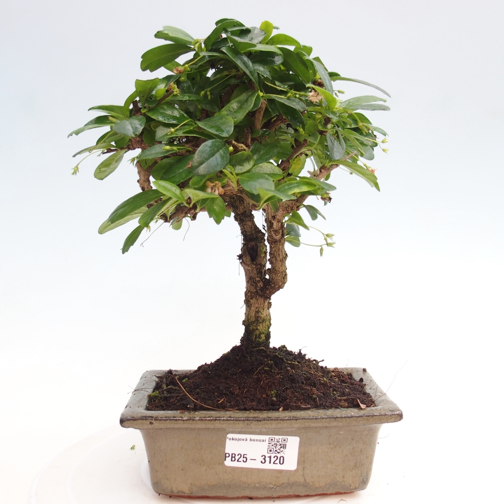 Pokojová bonsai - Carmona macrophylla - Čaj fuki