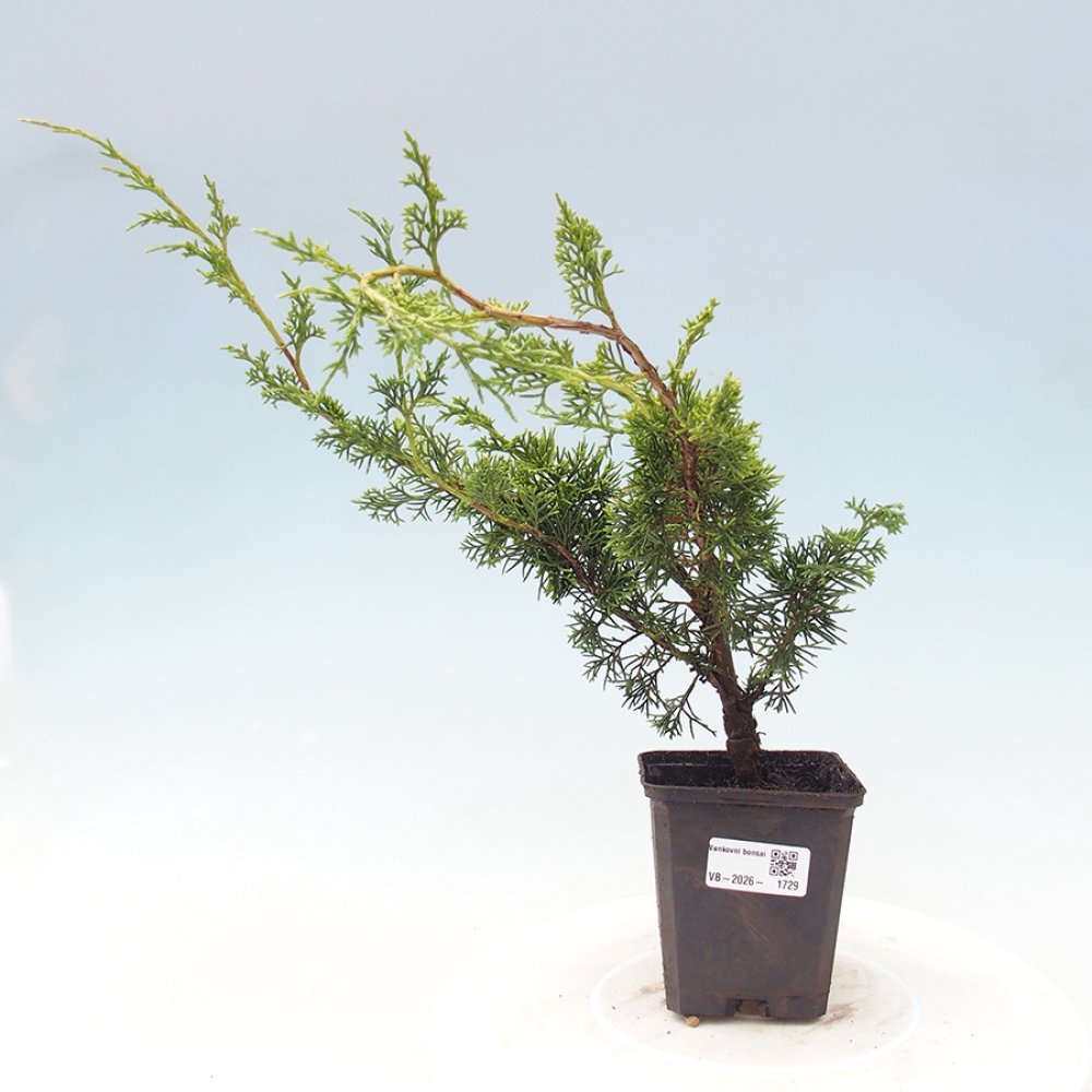 Venkovní bonsai - Juniperus chinensis Itoigawa -Jalovec čínský