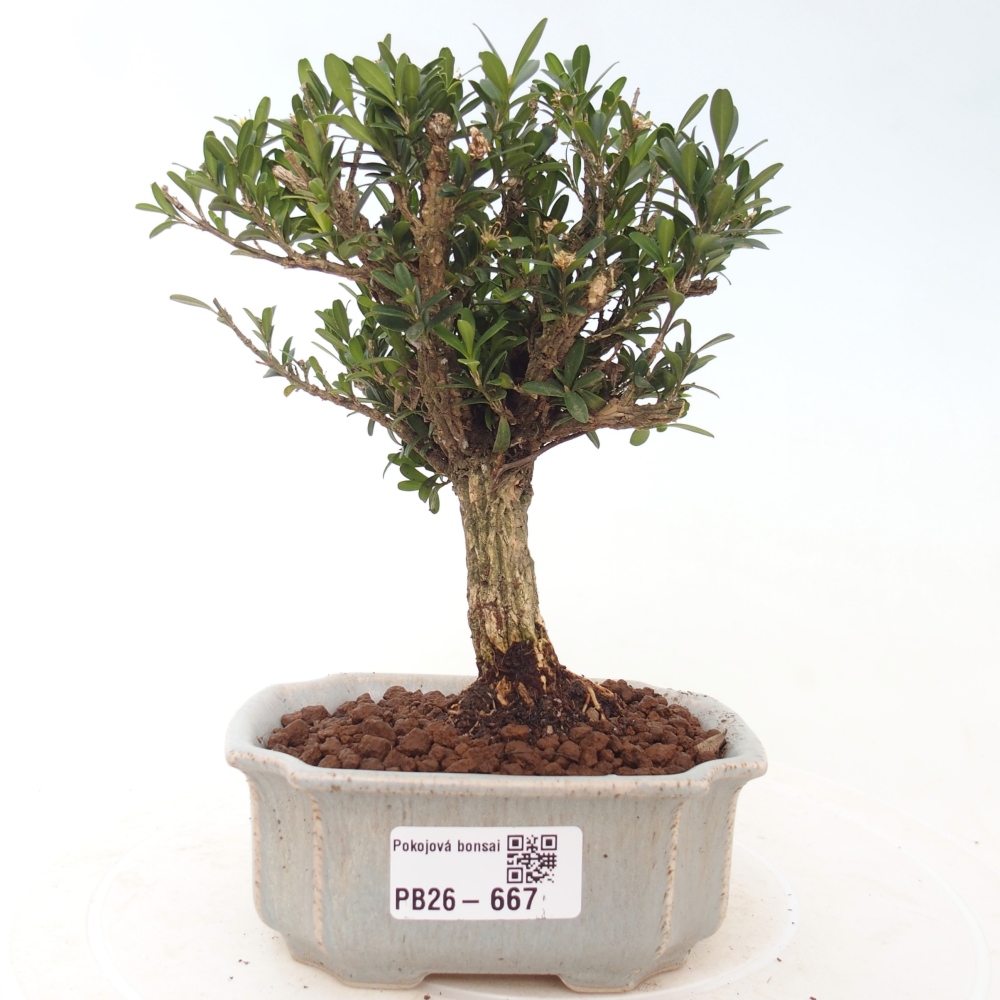 Pokojová bonsai - Buxus harlandii -korkový buxus
