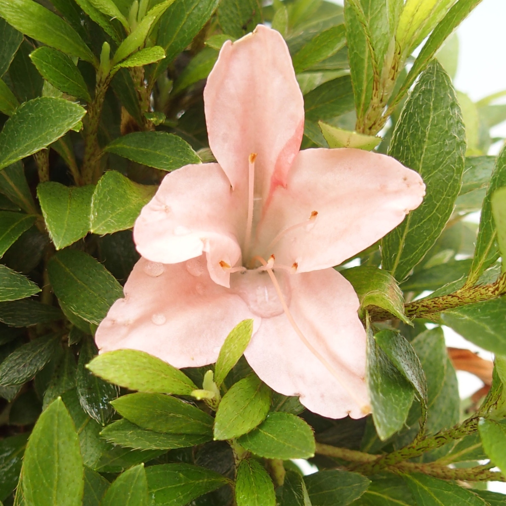 Venkovní bonsai - Japonská azalka - Azalea Nikko