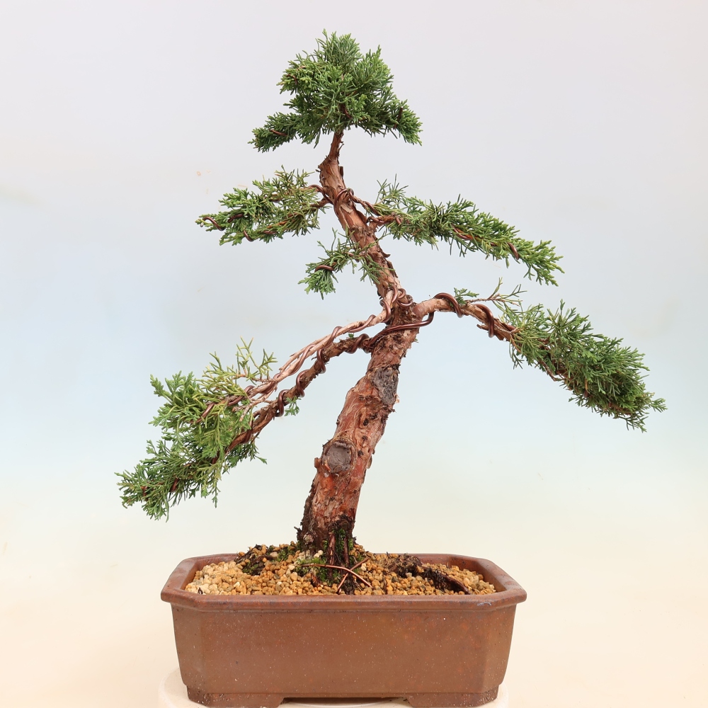 Venkovní bonsai - Juniperus chinensis Kishu -Jalovec čínský