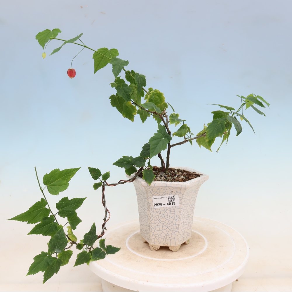 Pokojová bonsai - Abutilon Big Bell - Mračňák poříční
