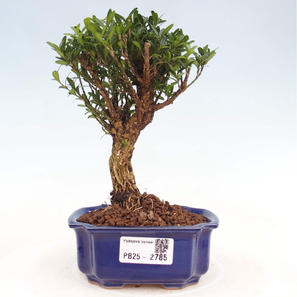 Pokojová bonsai - Buxus harlandii -korkový buxus