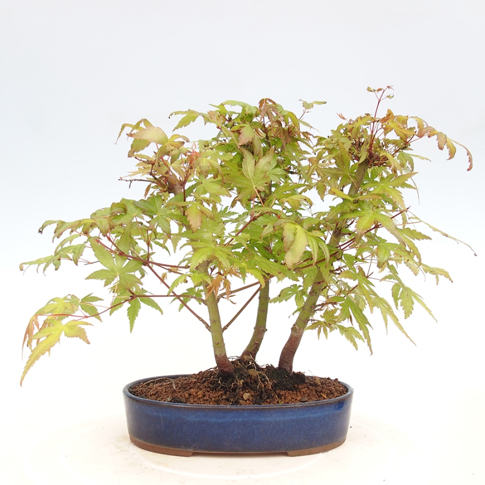 Venkovní bonsai - Acer palmatum  - Javor dlanitolistý