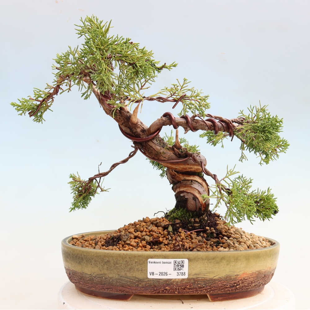 Venkovní bonsai - Juniperus chinensis Itoigawa-Jalovec čínský