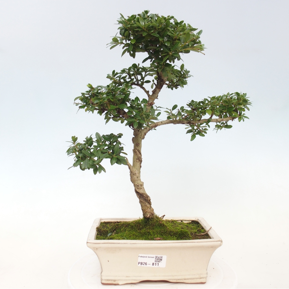 Pokojová bonsai - Ilex crenata - Cesmína