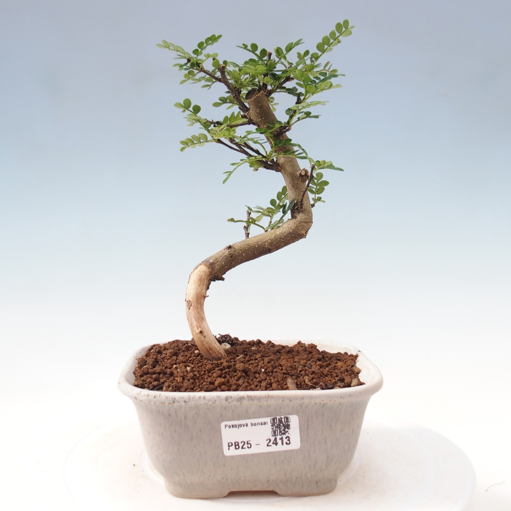 Pokojová bonsai - Zantoxylum piperitum - pepřovník