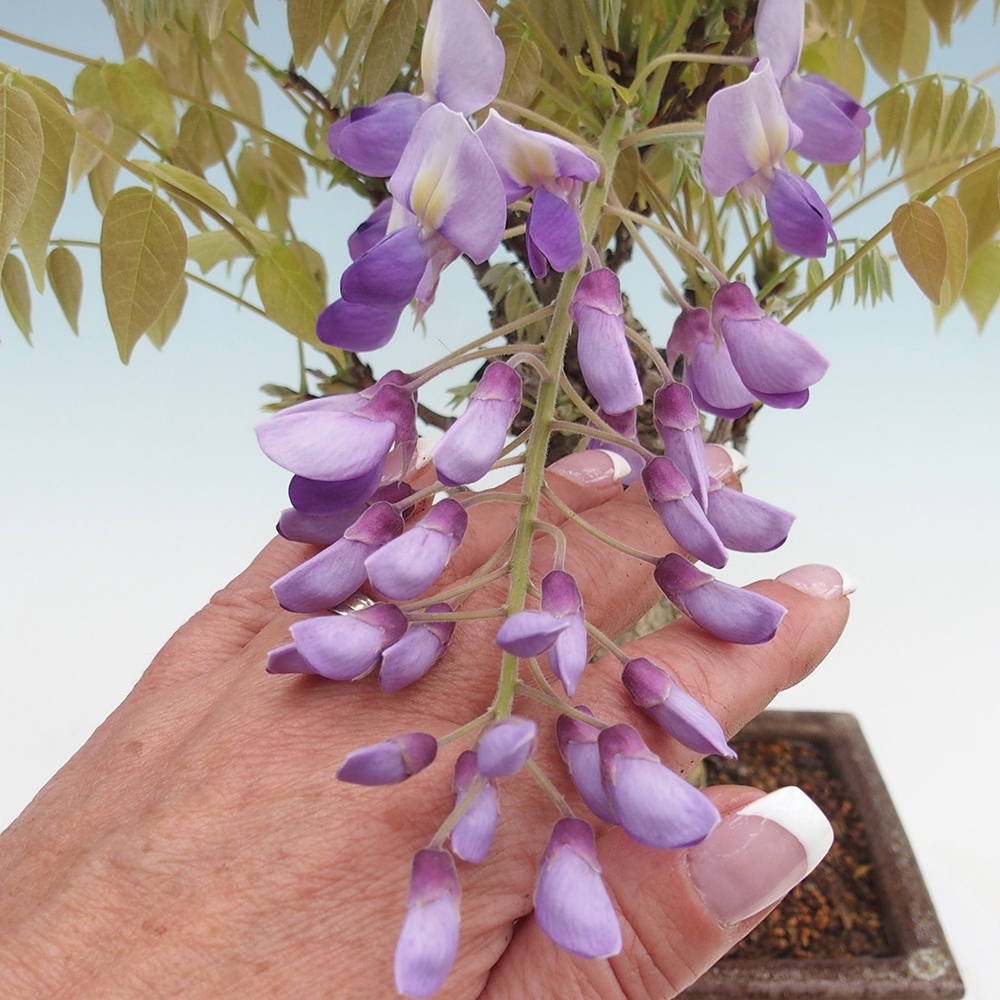 Venkovní bonsai - Vistarie květnatá - Wisteria floribunda