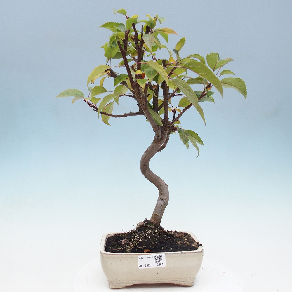 Venkovní bonsai -Malus halliana - Maloplodá jabloň